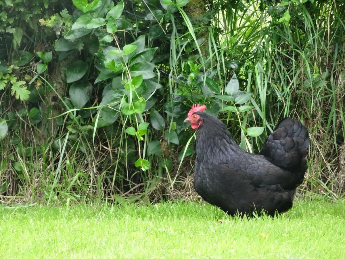 De Molenkreek Villa Sint-Margriete Esterno foto